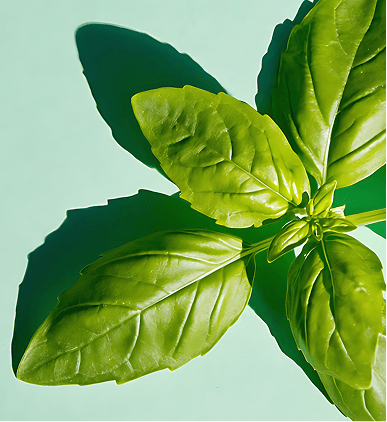 Hand-stripped basil